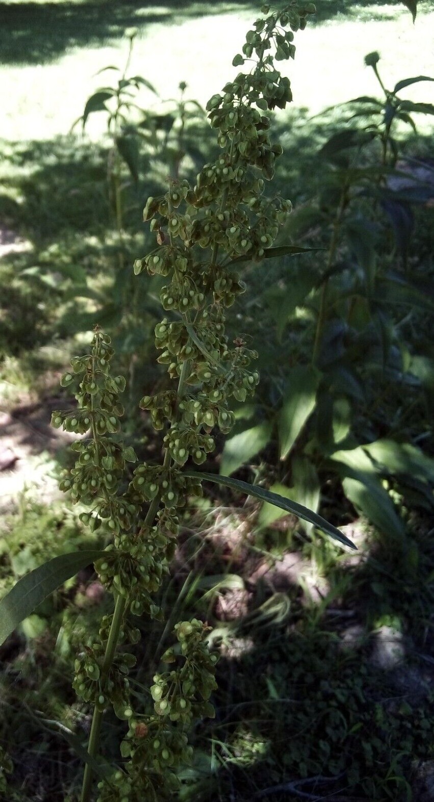 50 SEEDS CURLY DOCK RUMEX CRISPUS