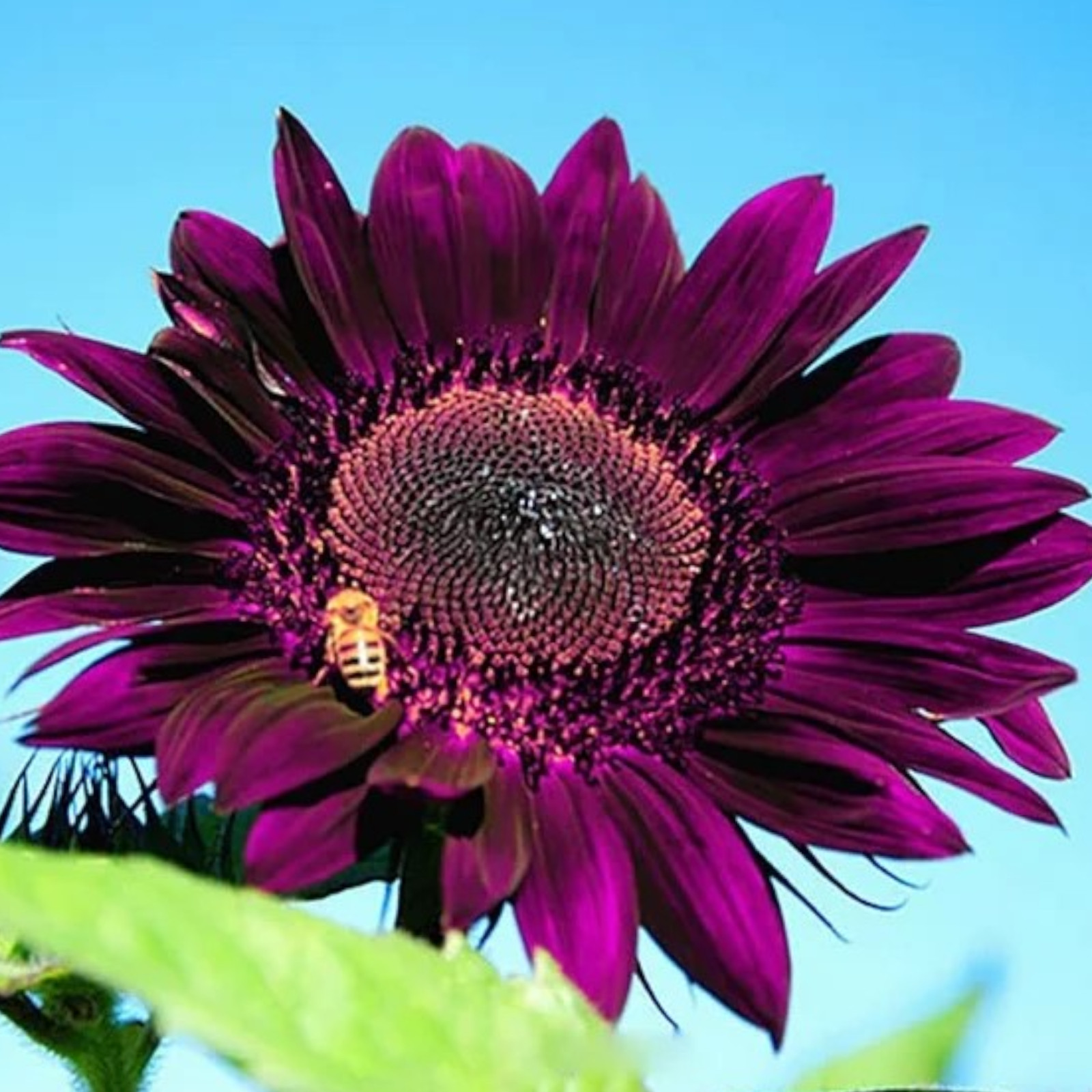 50pcs Purple Sunflower Seeds for Planting – Non GMO Heirloom Garden