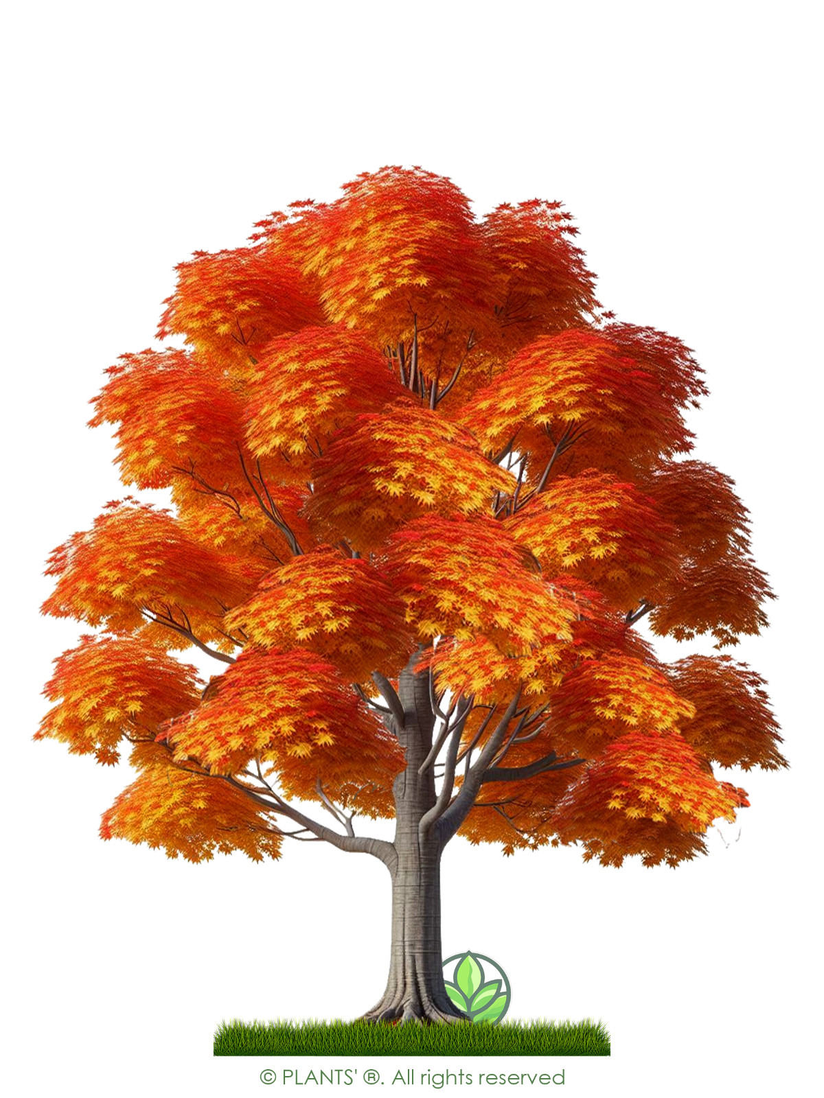 Southern Sugar Maple Tree | Premium Seeds | Acer saccharum ‘Fall’ | Plants’®