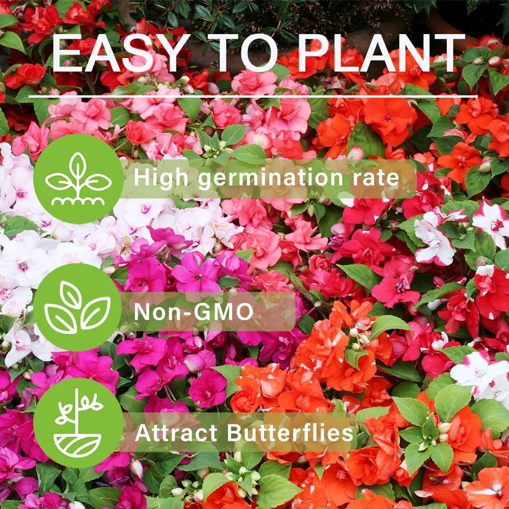 Impatiens Mixed Seeds 500+ for Planting Outdoor – Shade Tolerant Flowers