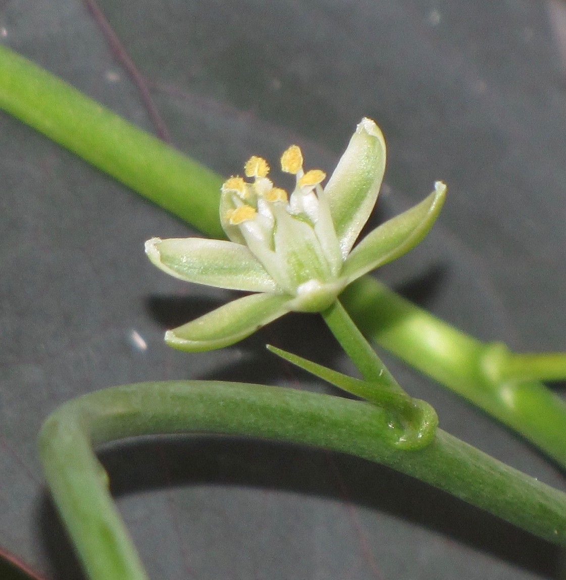 Igidia volubilis- another Rare Madagascar bulb