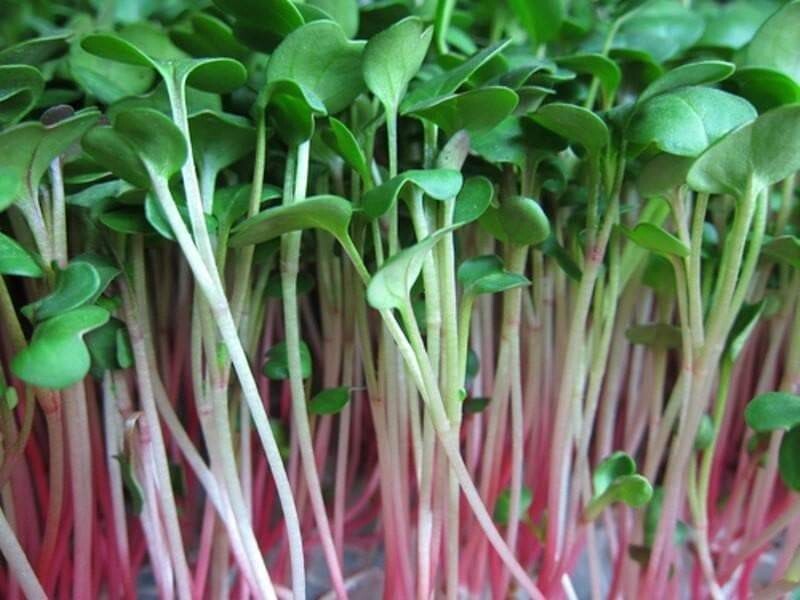 500+China Rose Radish seeds Red Daikon Winter Radish Microgreens Sprout Seed USA