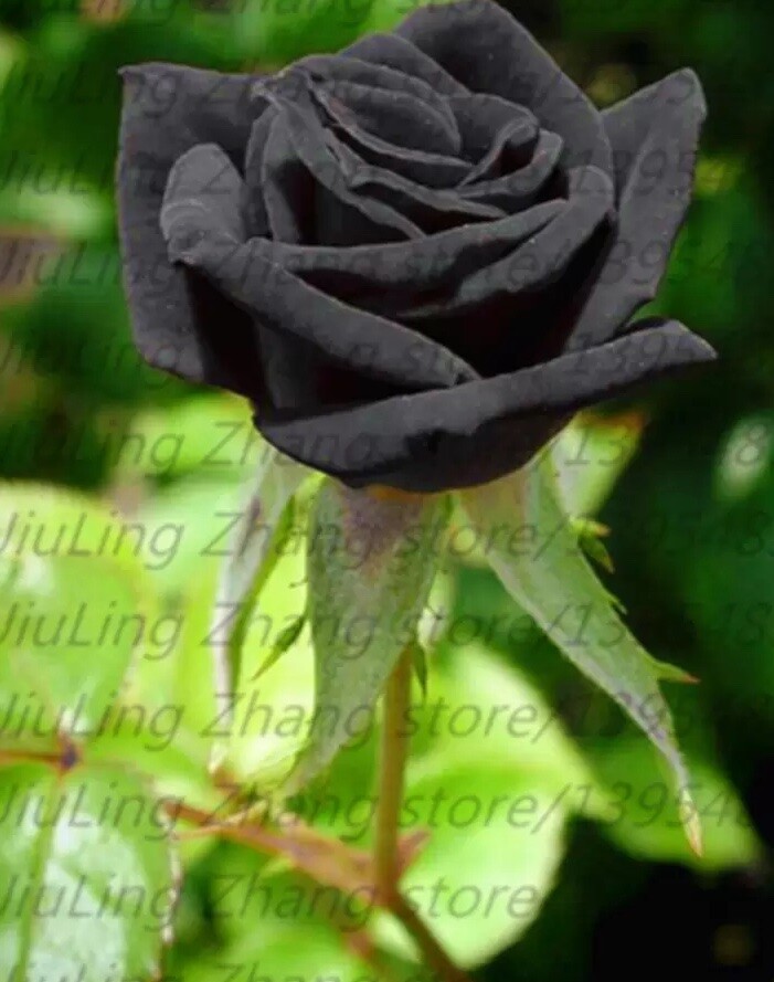 25pc BLACK ROSE SEEDS Garden Plant Flower rare exotic USA seller FREE shipping