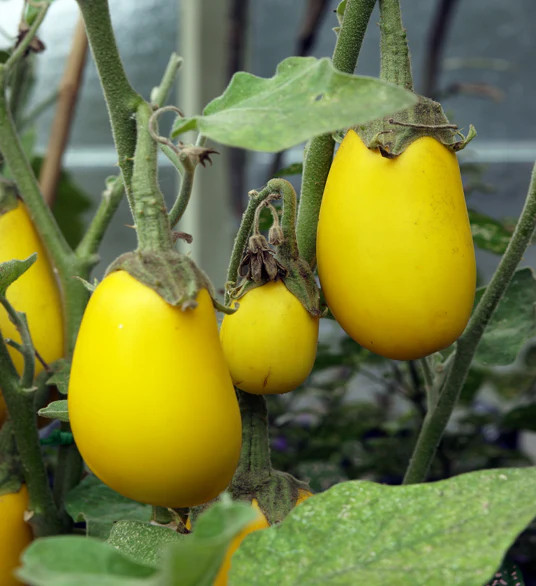 Golden Eggs Eggplant Seeds – For 2026 Planting Yellow Ornamental Small Baby