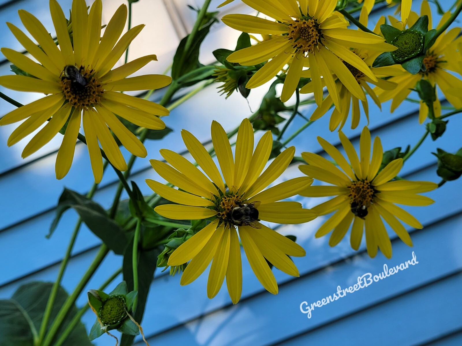 50 Seeds – Silphium perfoliatum ‘Cup Plant’ Native Perennial in Zones 3-9