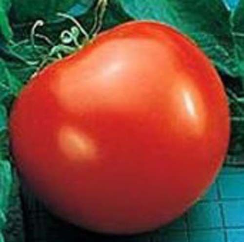Tomato Goliath – Hybrid Great Garden Vegetable By Seed Kingdom 30 Seeds