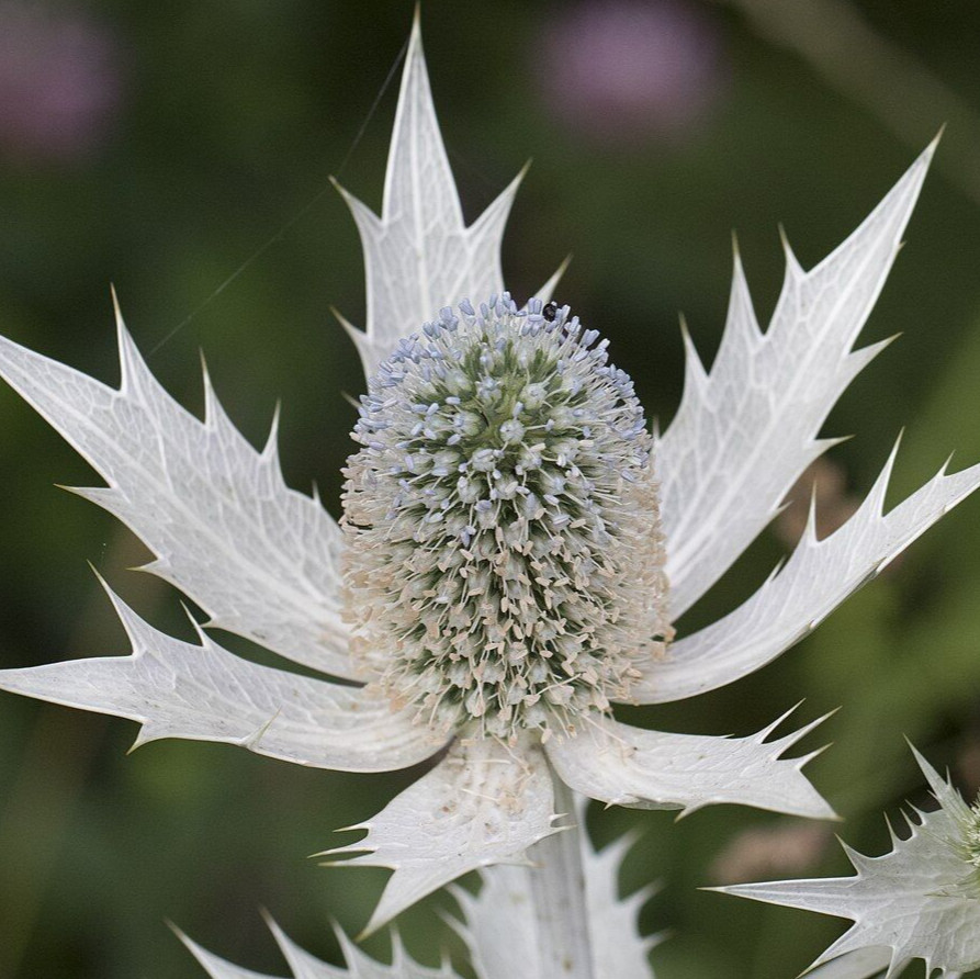 50 SILVER SEA HOLLY Seeds (Eryngium giganteum) Perennial House Plant Flower