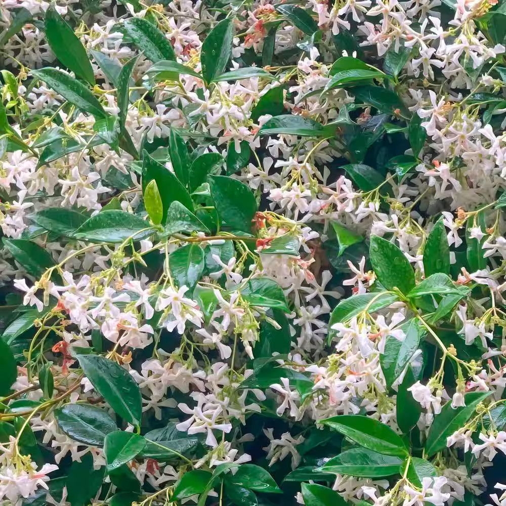 100 Star Jasmine Seeds Climbing Vine Fragrant Flower Cold Hardy Garden Planting