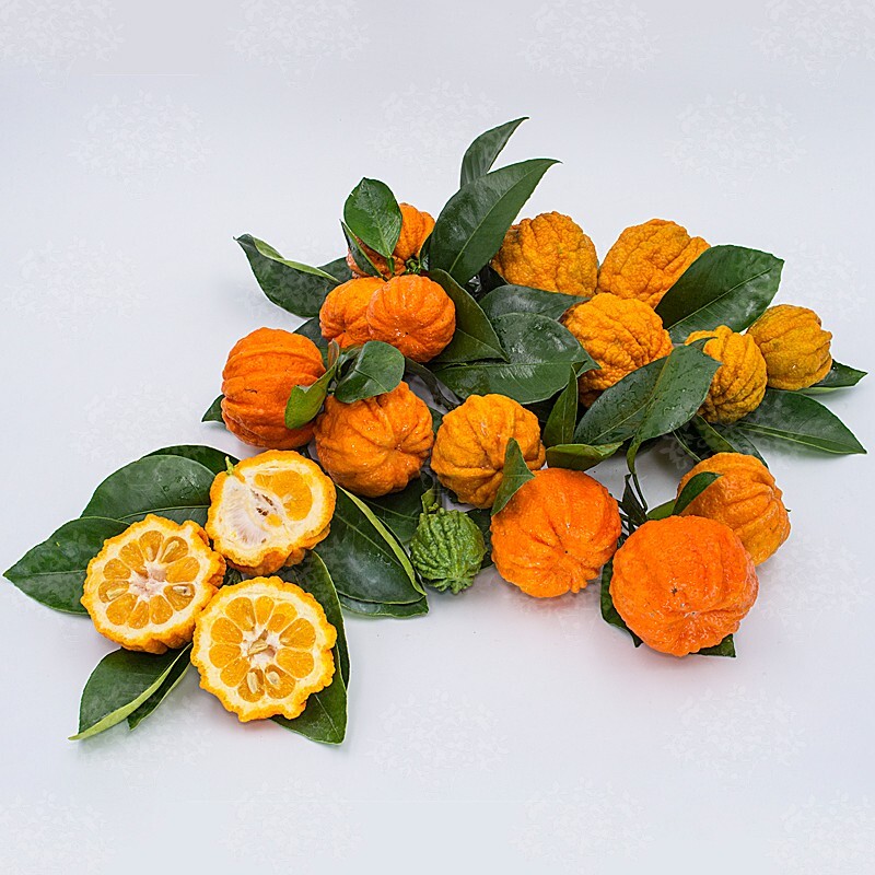 Rare BITTER ORANGE /citrus- 3 fresh cuttings, imported