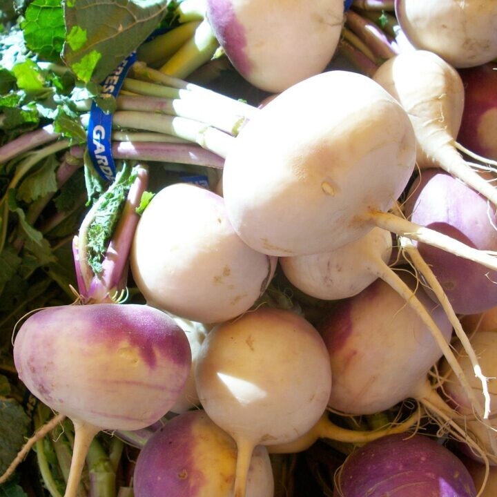 1000+ TURNIP SEEDS PURPLE TOP WHITE GLOBE deer and livestock love to eat.