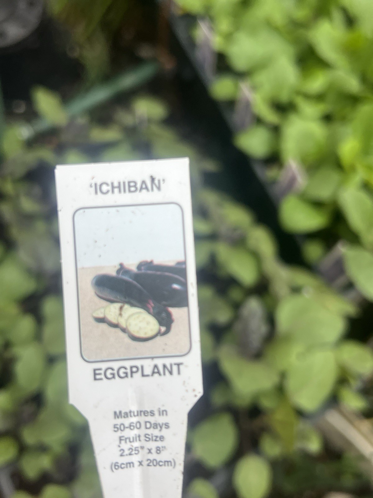 3 Live Plants Japanese Ichiban Eggplant Edible Vegetable
