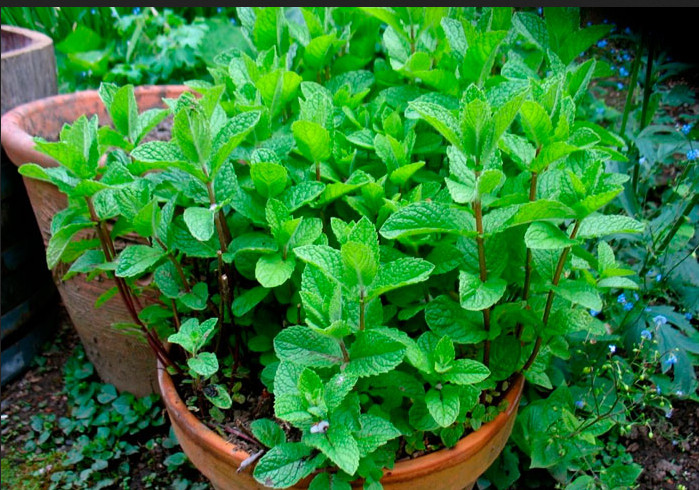 Peppermint Seeds [ Spearmint (Mentha spicata) ] Húng Lủi | Non-GMO