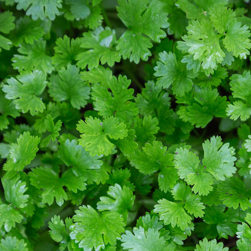 Leisure Cilantro Seeds (Coriander), NON-GMO, ORGANIC, HEIRLOOM – Free Shipping!