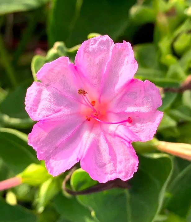 Baby Pink Four O’ Clock Seeds | Mirabilis Marvel Light Violet Flower Seed 2025