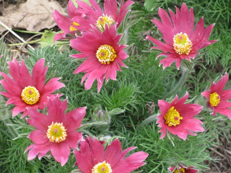 10 RED ANEMONE Pulsatilla Vulgaris PASQUE FLOWER Seeds *Flat S/H