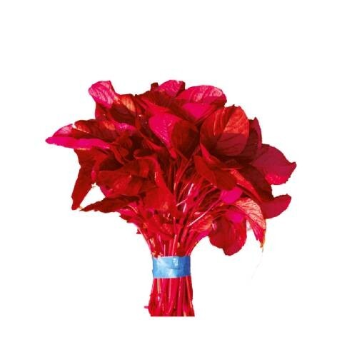 Red Amaranth (Lal Shak) Seeds – 9000 Altapeti Seeds for Planting (10 Grams )