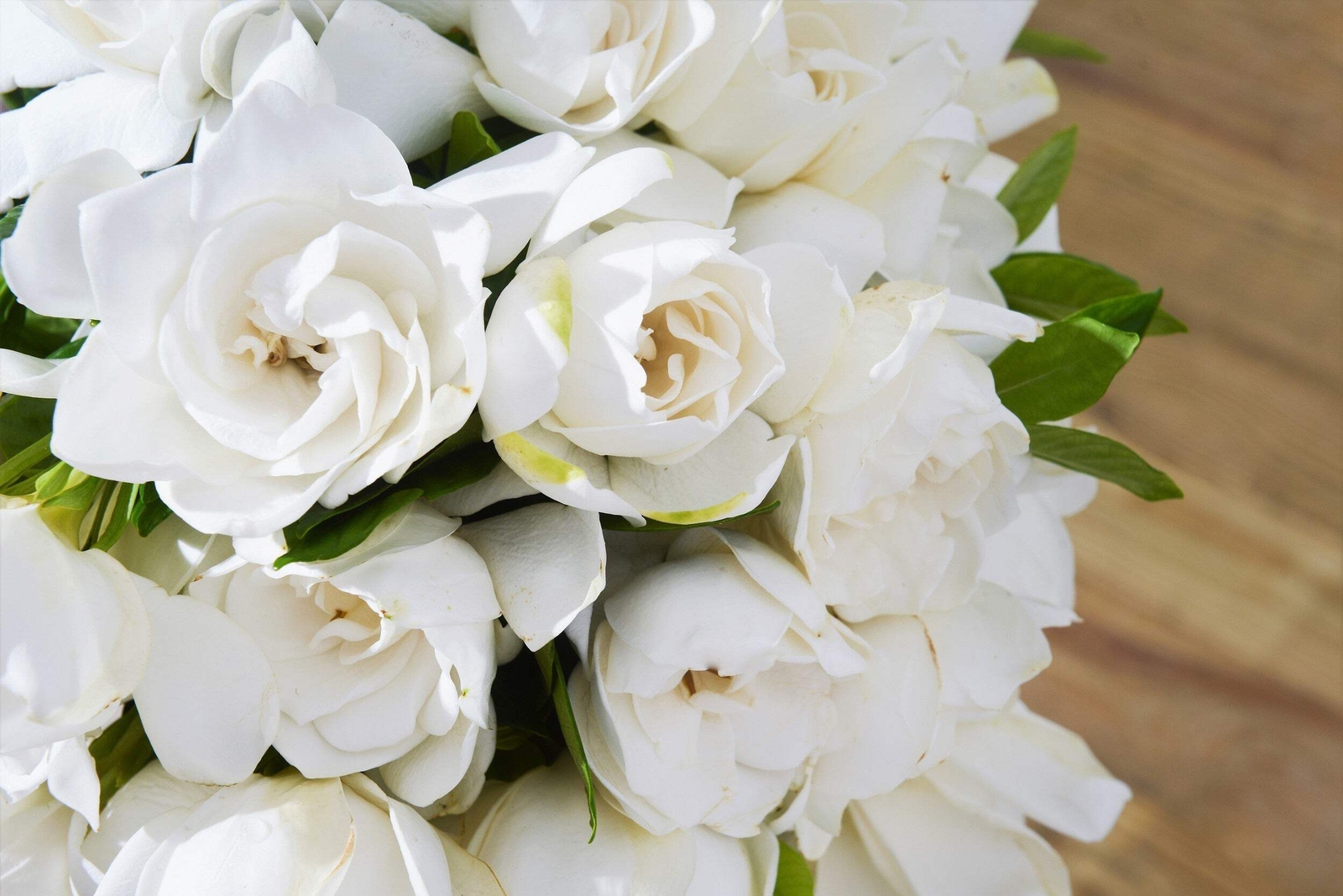 50 GARDENIA / CAPE JASMINE Jasminiodes Fragrant White Shrub Flower Seeds *FlatSH