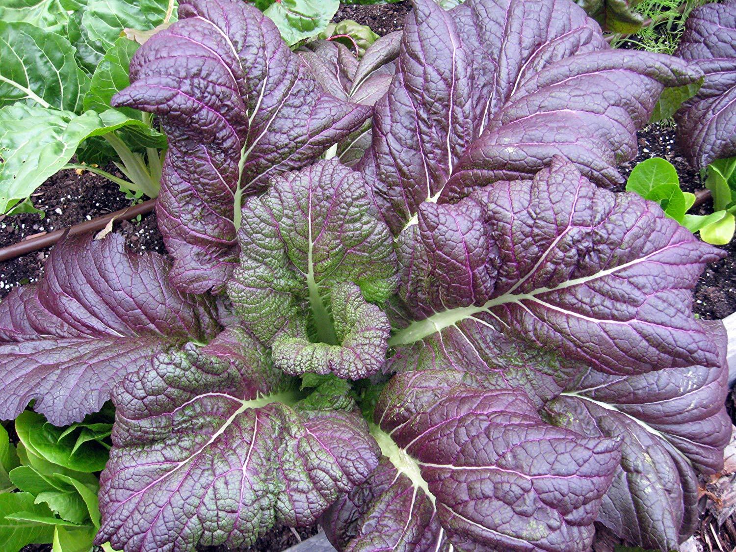 Red Giant Mustard Seeds, Brassica juncea, NON-GMO, Garden Growing, FREE SHIPPING