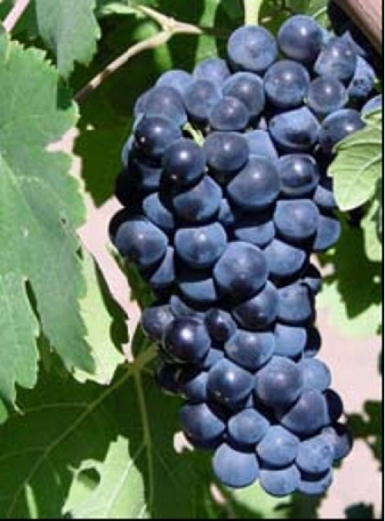 1 (One) Live Plant of “PETITE SYRAH” GRAPE ROOTED, about 8-20″ Height