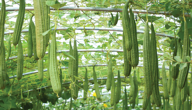 Luffa Gourd Sponge Seeds/Non-GMO/Heirloom/organically grown in USA