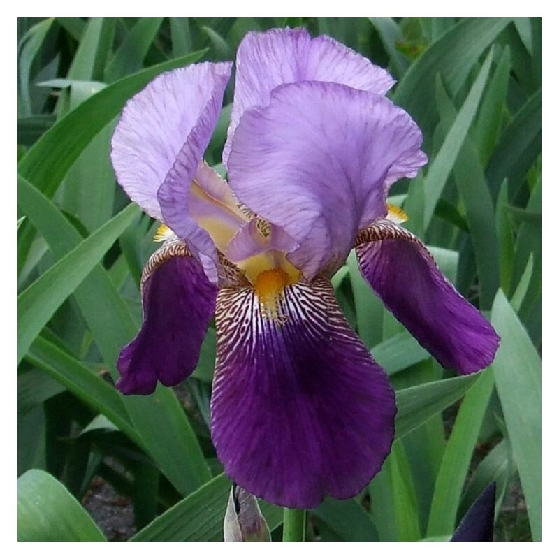 10 starter Plants Hierloom Fragrant Purple 2 tone Tall Bearded Iris Freshly Dug