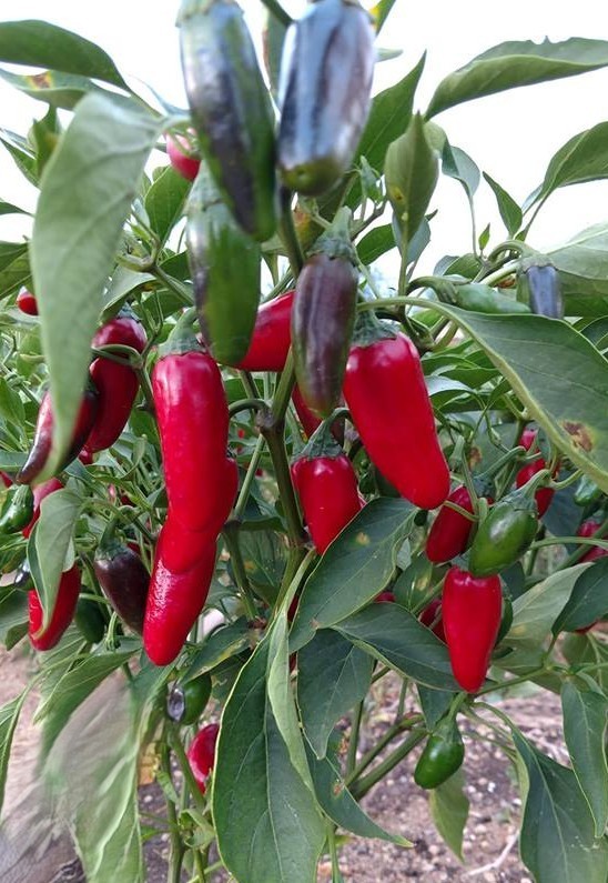 20 Fresh Classic Early Jalapeño Premium Pepper Seeds-A 23