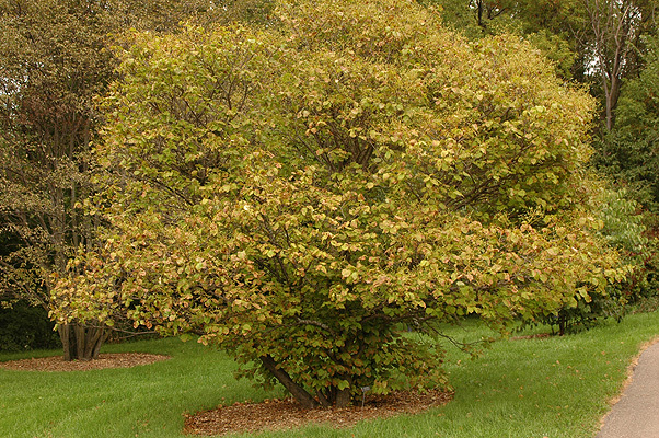 Japanese Tree Lilac, Syringa reticulata, Tree Seeds (Fast, Fragrant, Hardy)