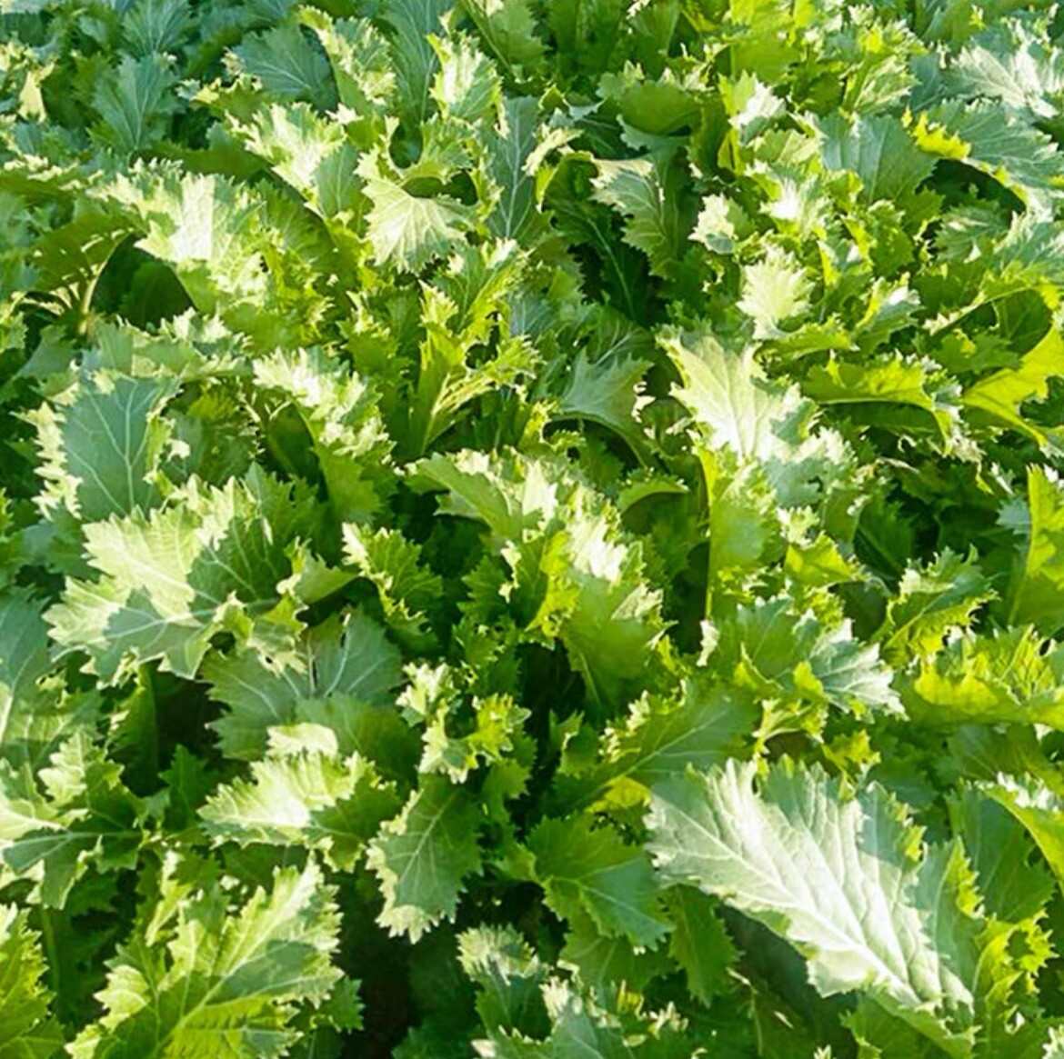 500+ Asian Mustard XueLiHong Seeds. 500多粒雪里蕻(红）、烧菜、大叶排菜、九头芥种子 2024 Production