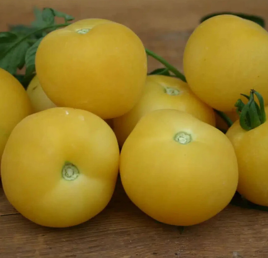 PEACH TOMATO SEEDS 100+ beefsteak INDETERMINATE vegetable GARDEN Free Shipping