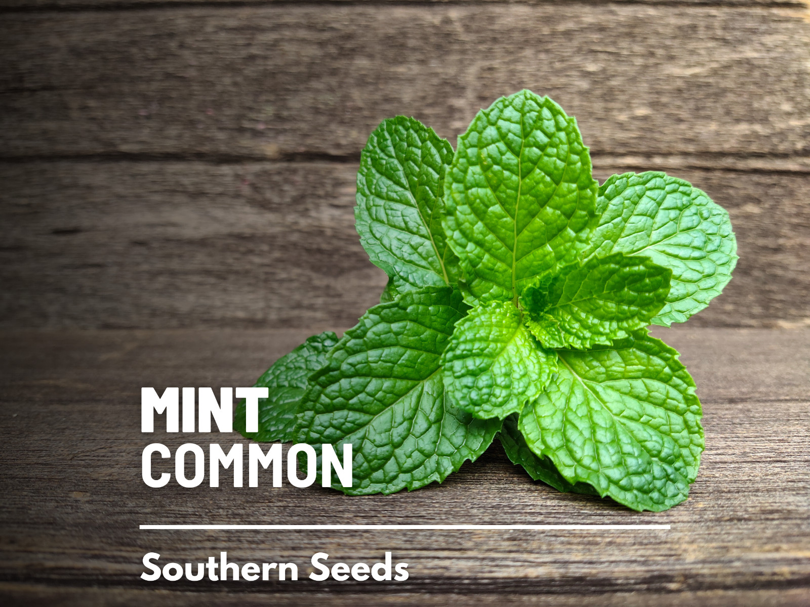 Mint, Common – Heirloom Seeds – Medicinal & Culinary Herb – GMO Free (Mentha spp