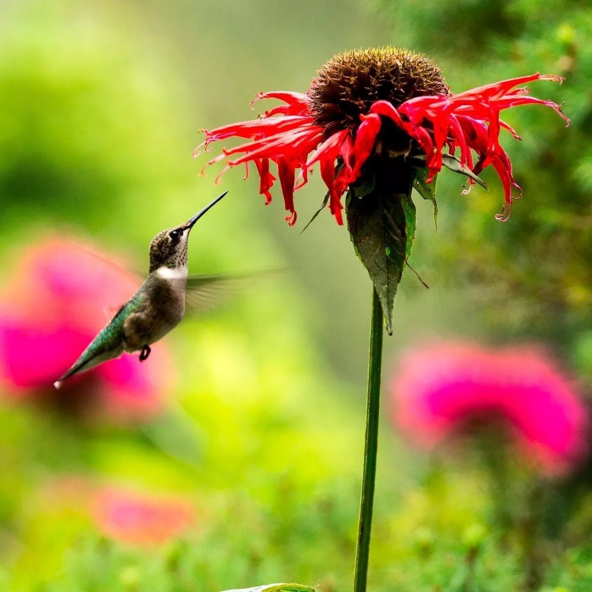 500+ Wildflower Mix HUMMINGBIRD BUTTERFLY SEEDS – Perennials Annuals Heirloom