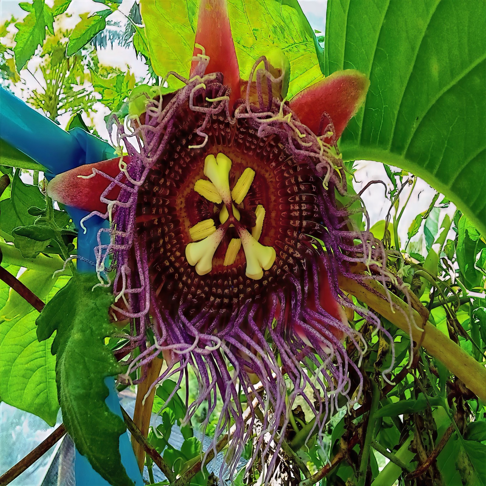10 GIANT GRANADILLA SEEDS Passiflora quadrangularis Passionfruit Flower Plant