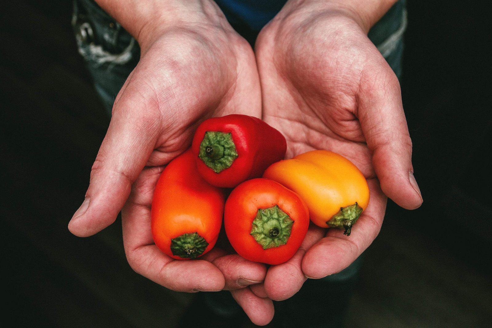 20 Organic Red MINI BELL PEPPER Sweet Mild Miniature Capsicum Vegetable Seeds