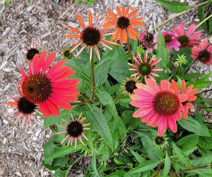 100 SEEDS CHEYENNE SPIRIT CONEFLOWER Echinacea in Orange Red Yellow Purple Pink