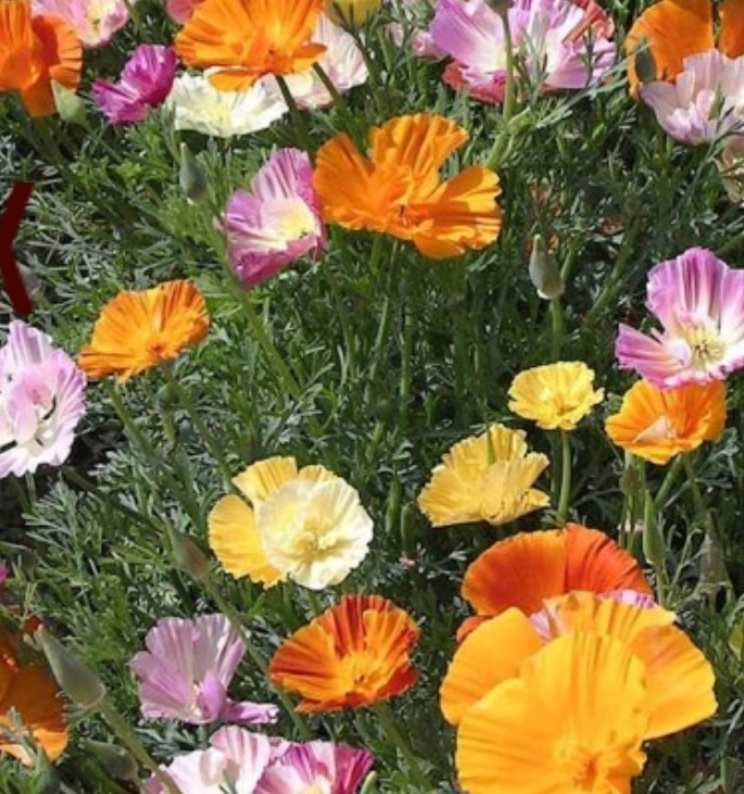300+ California Poppy Ballerina Mix Seeds **Fresh Seeds** ~~Free Shipping~~