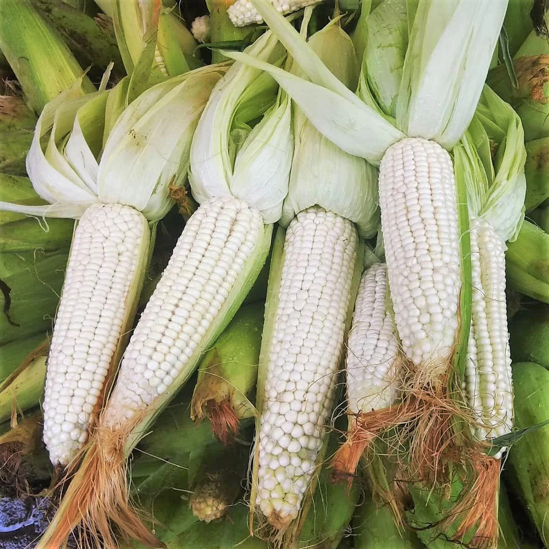 Stowell’s Evergreen White Sweet Corn Seeds | Untreated USA Heirloom Seed 2024