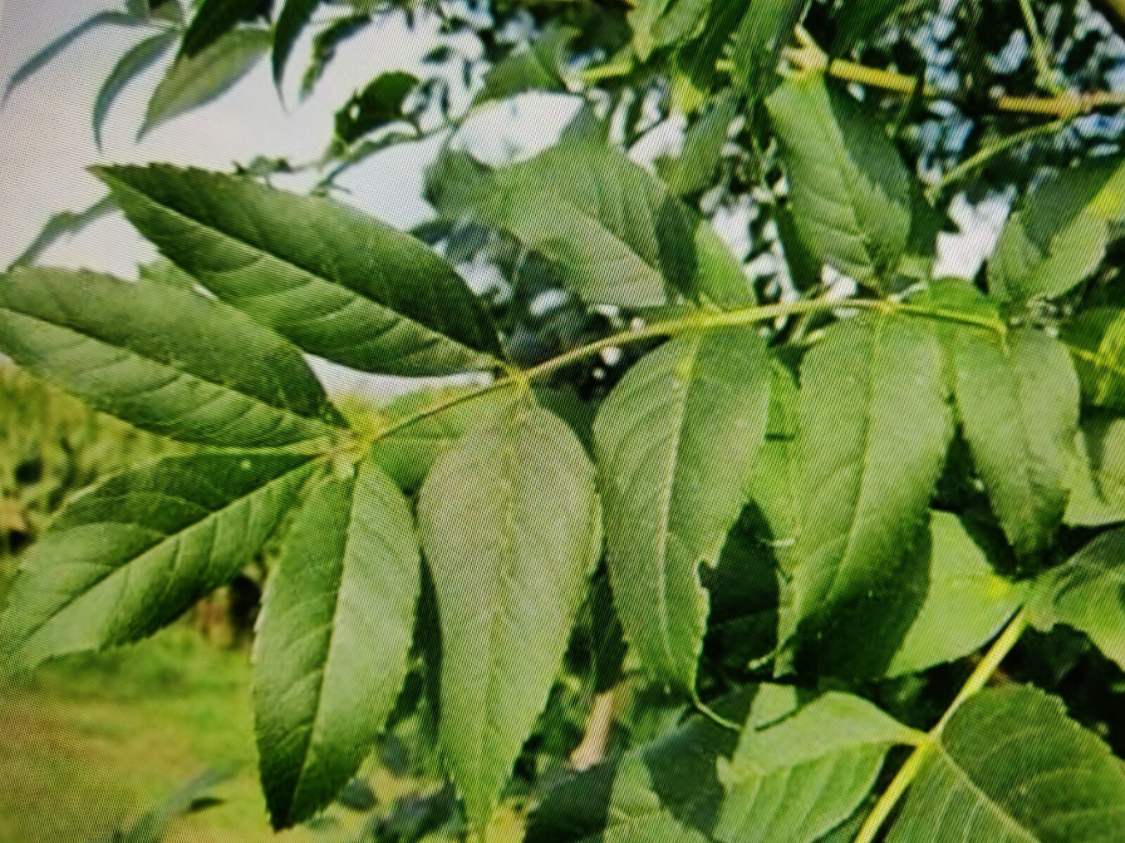 100 ASH TREE SEEDS FOR SHADE-SEMILLAS DE ARBOL DE FRESNO PARA SOMBRA Y MADERA