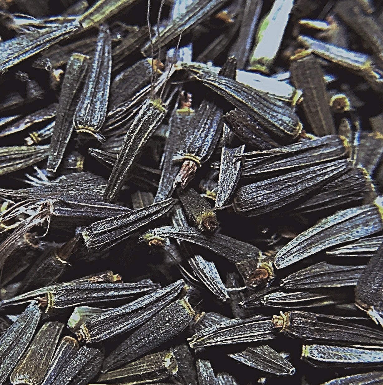 Dense Blazing Star Seeds (Liatris spicata) ~Native Wildflower Pollinator Garden