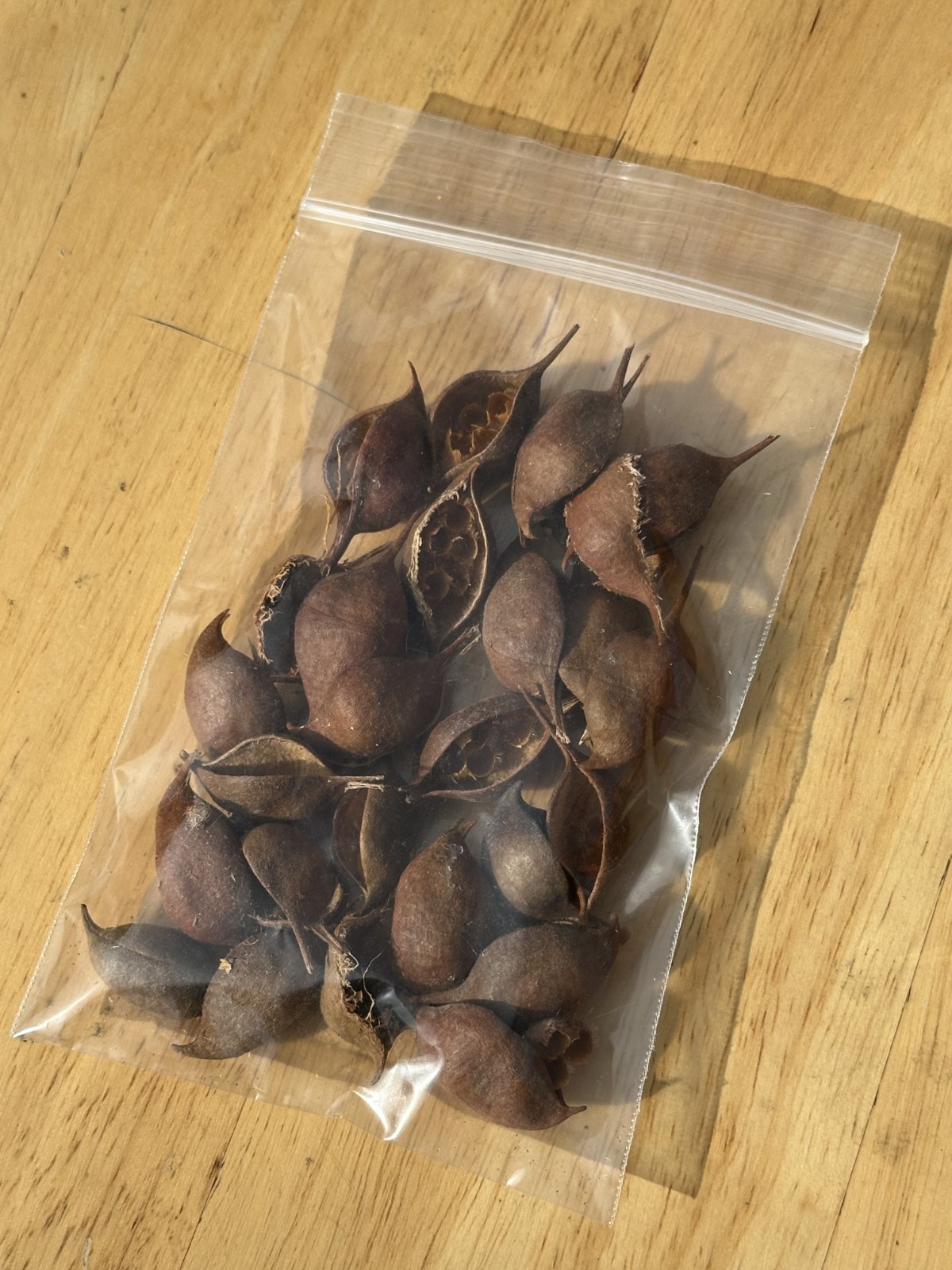 25Pcs Brachychiton Rupestris | Queensland Bottle Tree Pods for Art / No Seeds