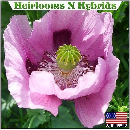 20,000 Hungarian Stratified Papaever Somniferum Poppy Seeds For Planting Organic