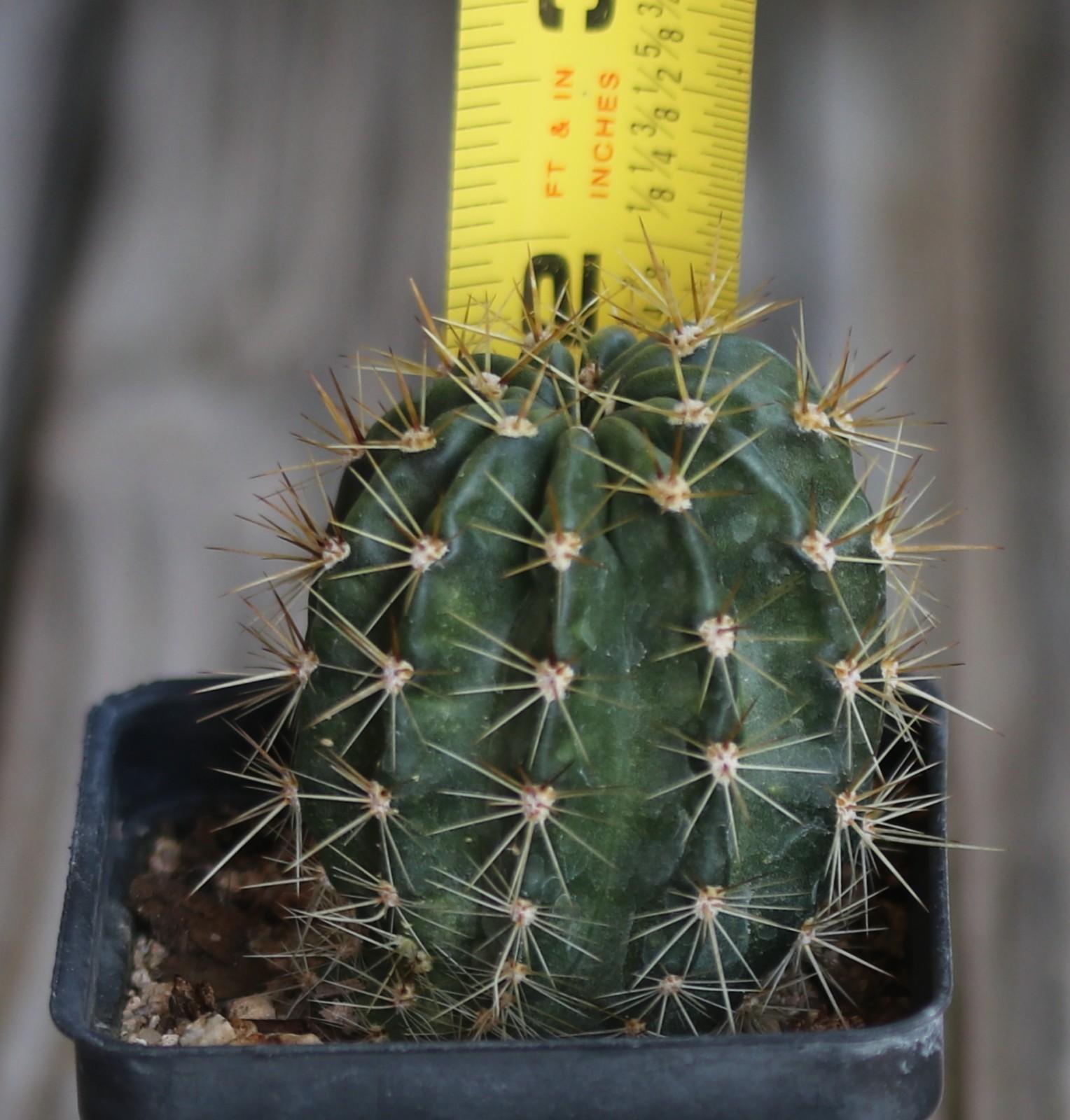 Echinopsis hybrid ‘Yes’