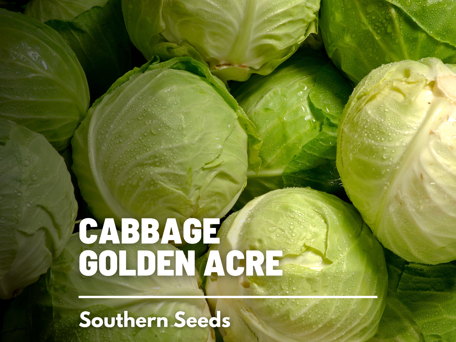 Cabbage, Golden Acre – 200 Seeds – Sow Spring & Summer – Heirloom – NonGMO