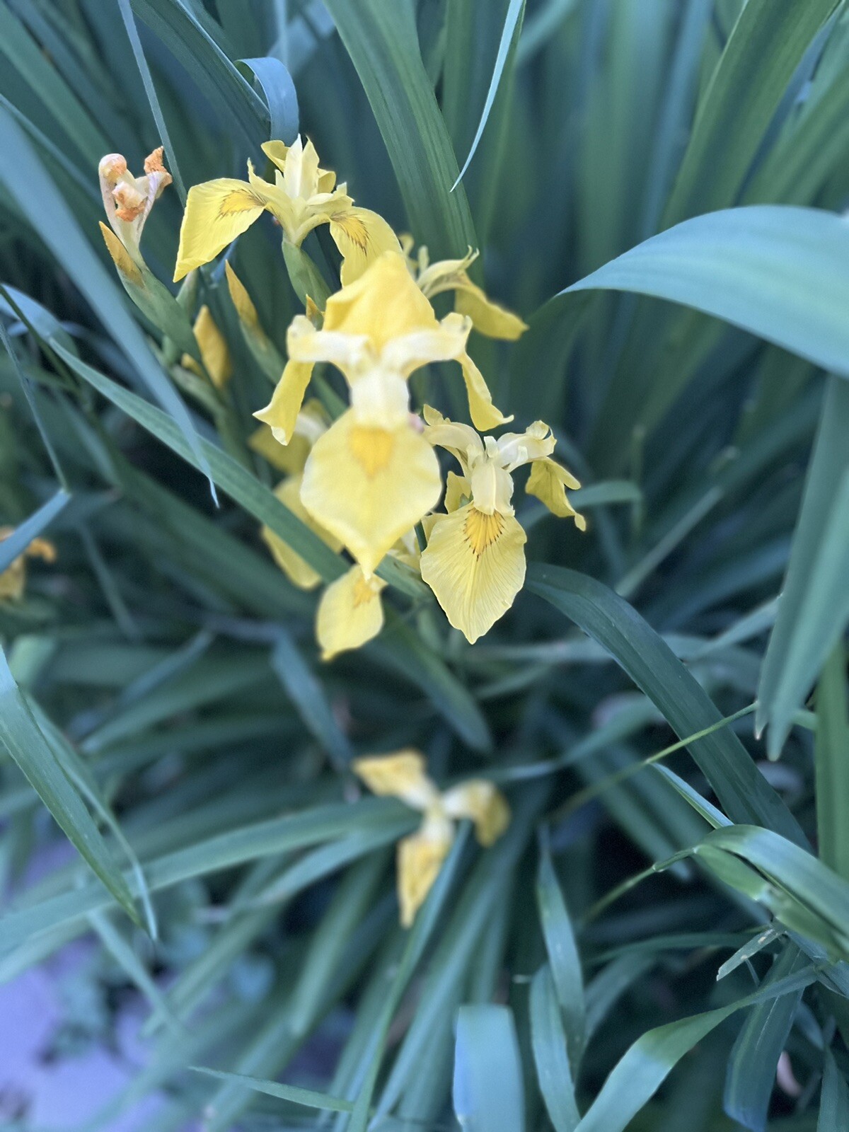 Siberian iris Yellow bare roots perennial 2 per order