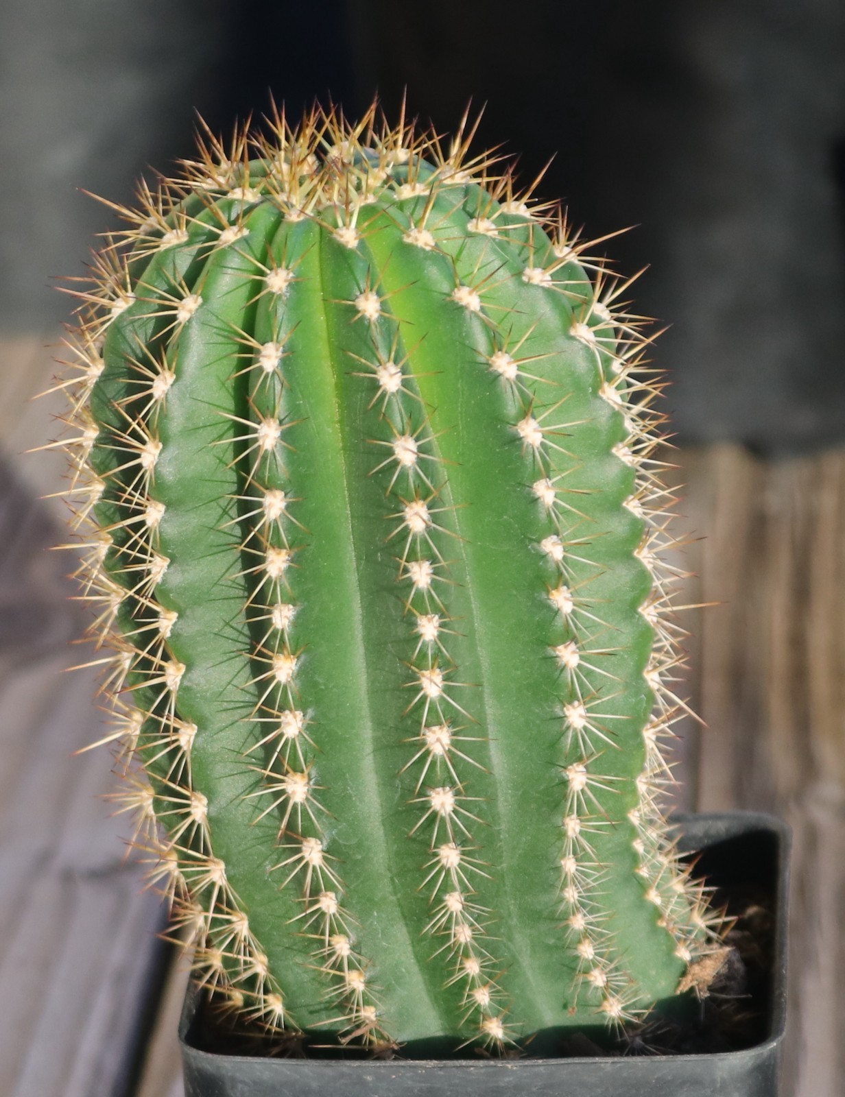Tricho hybrid ‘Yellow Epic’