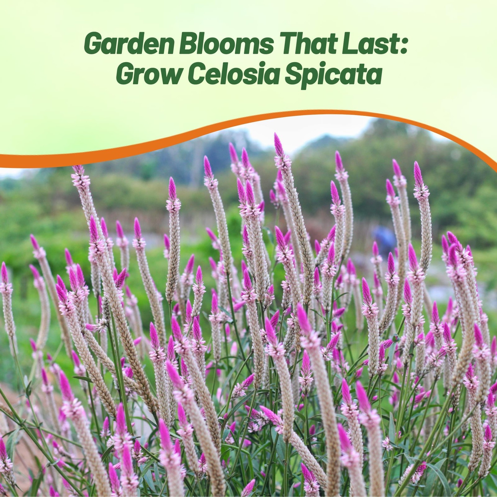 Spicata Celosia Seeds – 1000 Pcs Perennial Tall Weather-Resistant Flower Seed…
