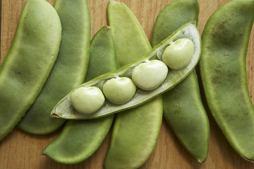 GREEN LIMA BEANS SEEDS BUSH TYPE 1.8OZ 100 + SEEDS 2024