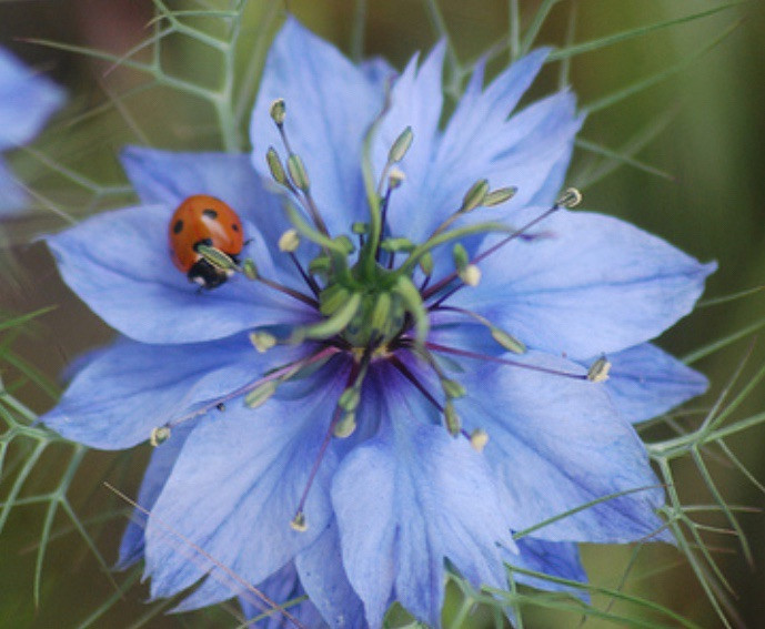 3,000 + Love In a Mist Organic Nigella Flower Seeds Unique Cut Decorative Pods