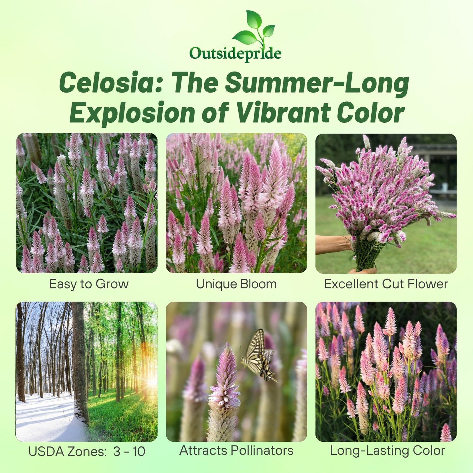 Spicata Celosia Seeds – 1000 Pcs Perennial Tall Weather-Resistant Flower Seed…