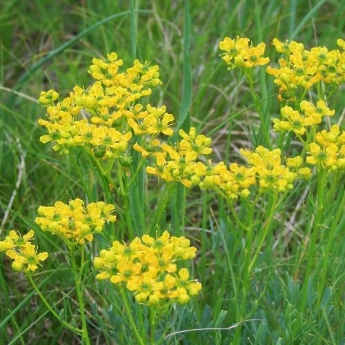 50 Common Rue (Medicinal Herb) Seeds .(Garden Rue/ Herb of Grace/Ruta graveolens