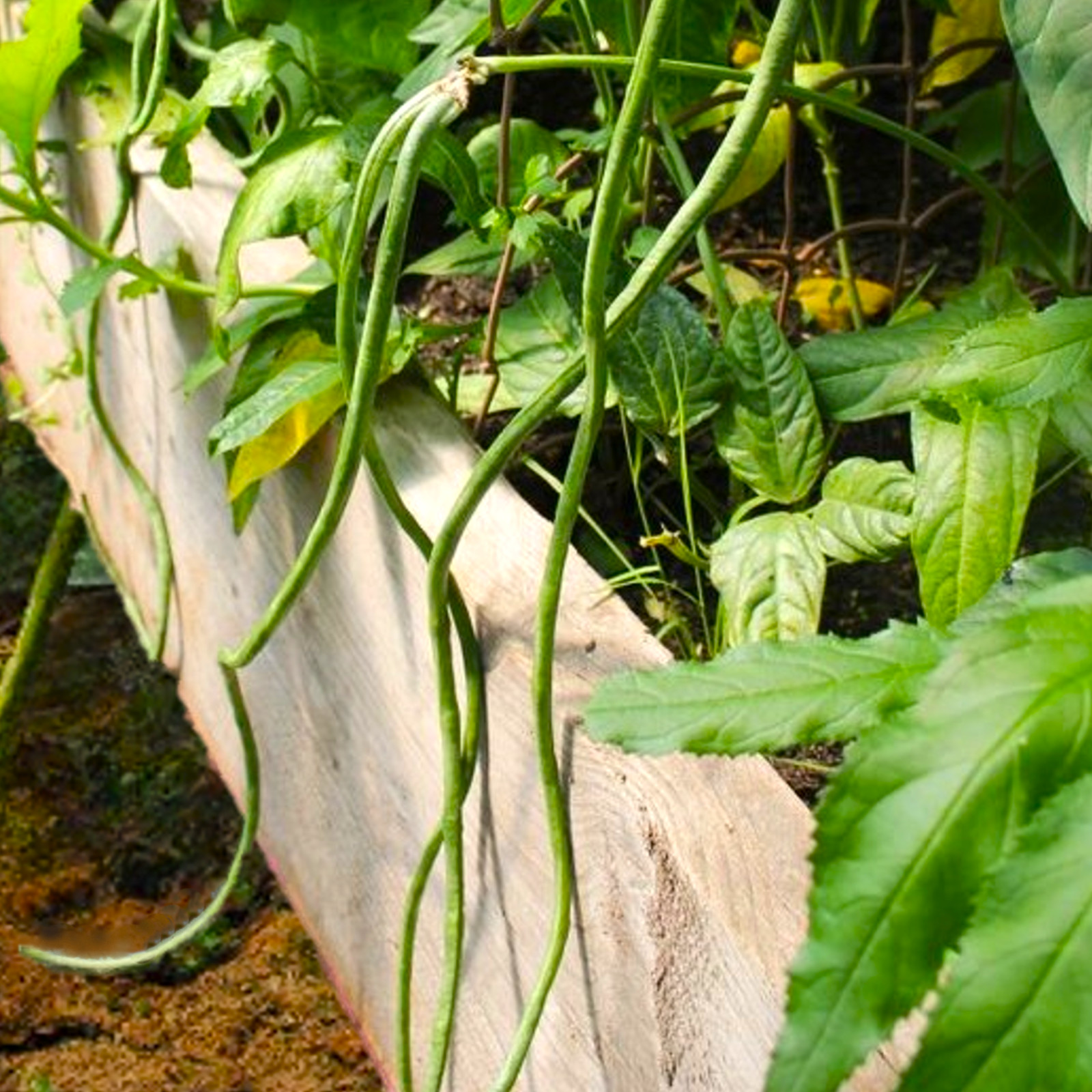 Bush Green Yard Long Bean Seeds | Chinese Green Beans Cowpea 2024 Fast Shipping